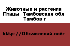 Животные и растения Птицы. Тамбовская обл.,Тамбов г.